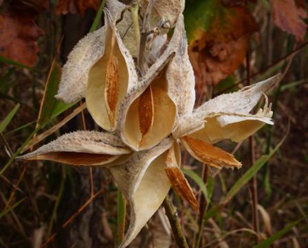 10-16a_Trout Brook Santuary Milkweed